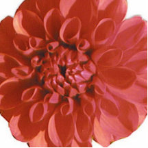 Pin de rougissement de fleur photo en relief