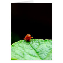 pin greeting cards