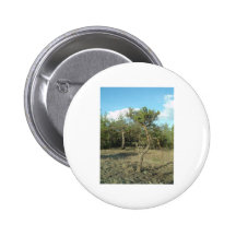 Pine