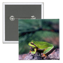 Pine Barrens Treefrog
