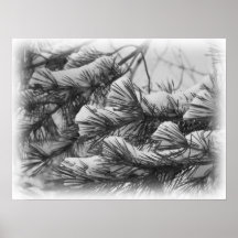 Pine Branches Poster
