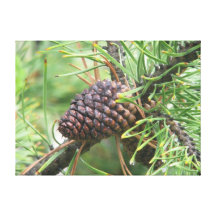 Pine Cone in Yellowstone Stretched Canvas Prints