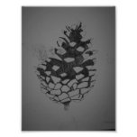 Pine Cone Photo Print