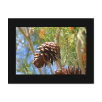 Pine Cone Postcard