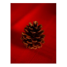 Pine Cone Postcard