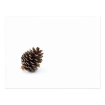 Pine Cone Postcards
