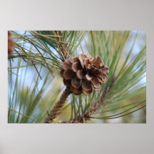 Pine Cone Posters