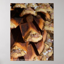 Pine cone poster