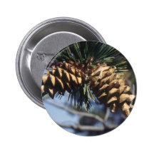 Pine Cones