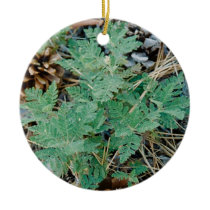 Pine Cones and Fern Ornament