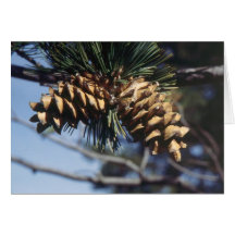 Pine Cones Card