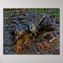 Pine Cones near Marlette Lake Posters