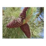 pine cones, pine, lake tahoe, nature post cards