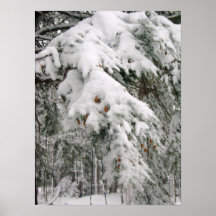 Pine Cones Poster