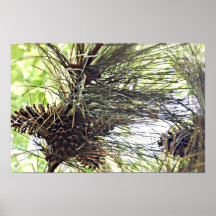 Pine Cones Print