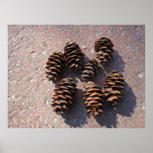 pine cones poster