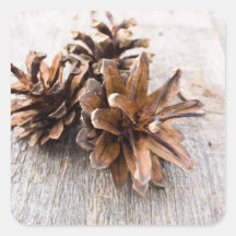 Pine cones stickers
