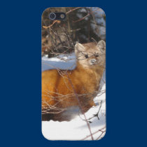 Pine Marten (Sable) iphone cases