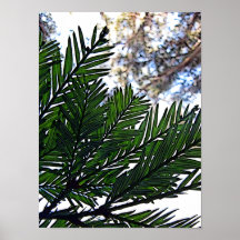 Pine Needles Above Posters