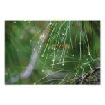 Pine Needles After the Rain photo print