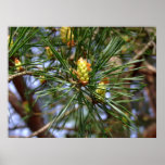 Pine needles close up print