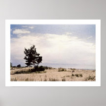 Pine on the Beach Print