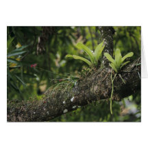 Pine Pink, Bletia purpurea, blooming on Mango Cards
