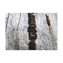 Pine Sap Stretched Canvas Print