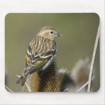 Pine siskin mouse pad