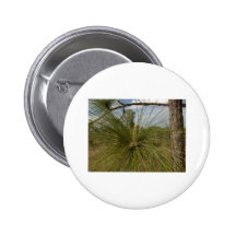 Pine Tree