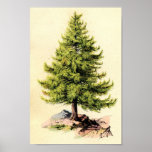 Pine Tree Antique Botanical Print Poster