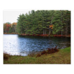 Pine Tree Edge 10 x 8 Photographic Print