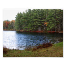 Pine Tree Edge 10 x 8 Photographic Print