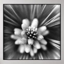 Pine tree flower posters