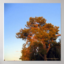 PINE TREE IN THE SUNSET POSTERS