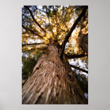 Pine Tree Poster