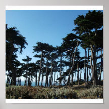 Pine Trees Poster