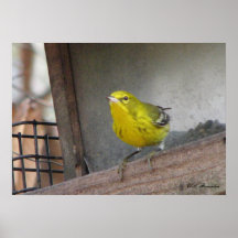Pine Warbler Feeding Poster