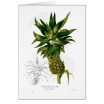 Pineapple (Ananas comosus) Greeting Card