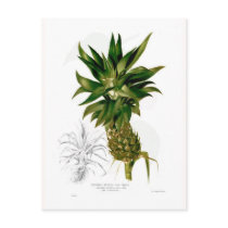 Pineapple (Ananas comosus) Postcard