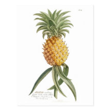 Pineapple Post Cards