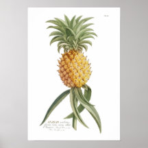 Pineapple Poster