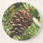 Pinecone in the sun.