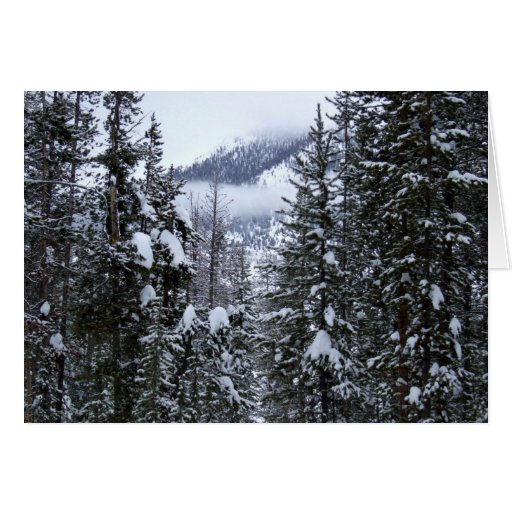 Pines Card