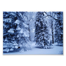 Pines of White 7x5 Photographic Print