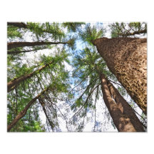 Pines Trees To Heaven Art Photo