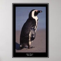 Pingouin Afrique du Sud Posters