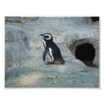 Pingouin Photo D’art