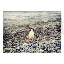 Pingouin de jugulaire, carte de voeux