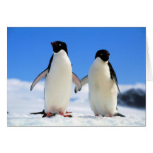 pingouins d'amants carte de vœux